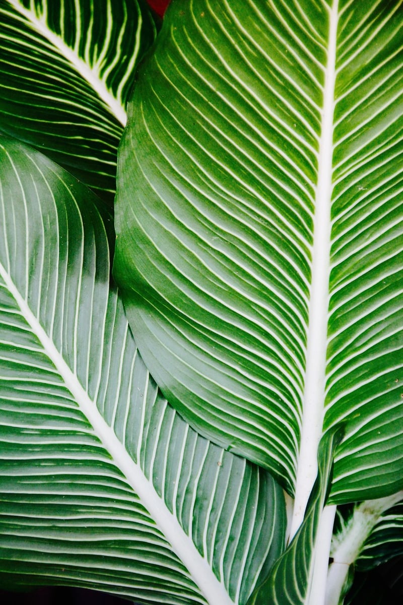 Tropical Leaves